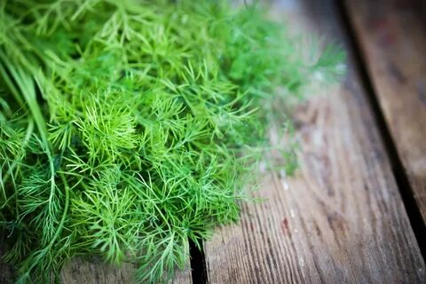 فروش اینترنتی سبزی شوید خشک صادراتی + تضمین قیمت